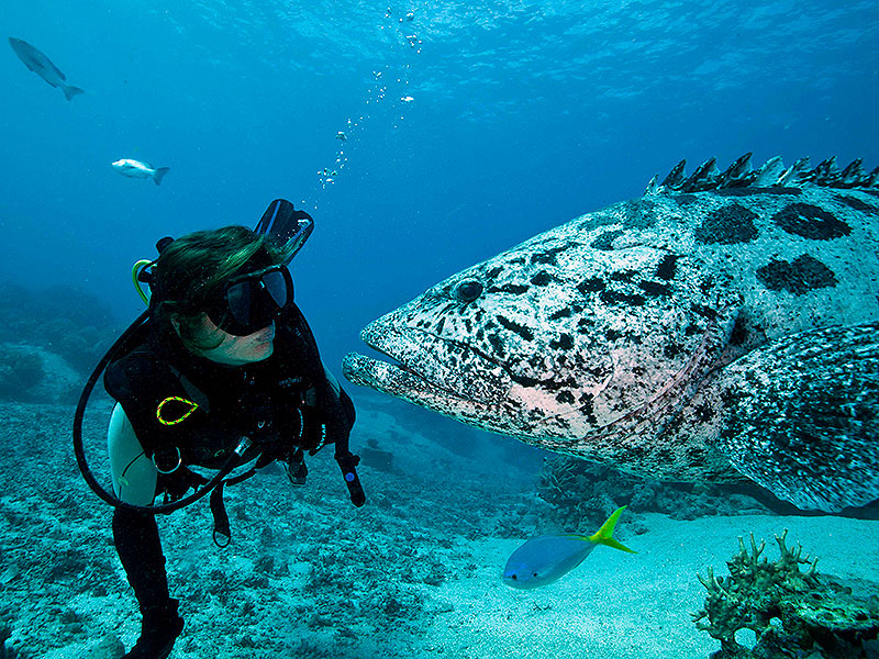 Cape York Liveaboard Charters