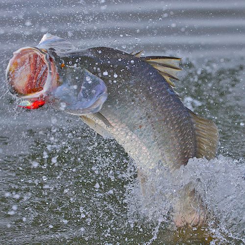 Remote Barramundi Sports Fishing